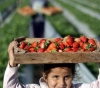 Bennett orders to stop importing agricultural products from the Palestinian territories
