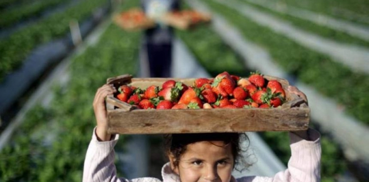 Bennett orders to stop importing agricultural products from the Palestinian territories