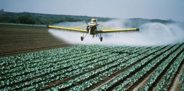 Gaza: One and a quarter million dollars in losses from farmers due to toxic occupation pesticides
