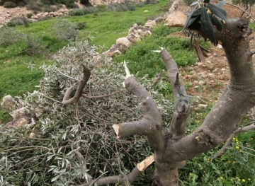 Settlers cut dozens of vine and olive trees in the Greens