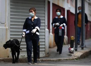 Training dogs to detect new infection with the Corona virus