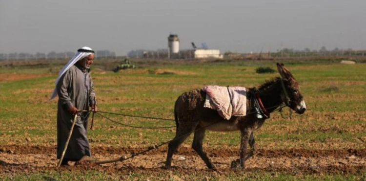 The cultivation of Gaza calls for international parties to intervene to stop the occupation attacks