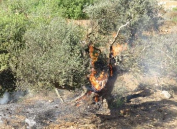 Settler Burns Olive Fields south of Nablus