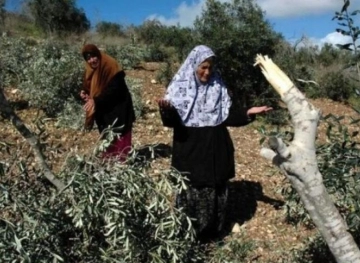 Settlers uproot 350 seedlings south of Bethlehem