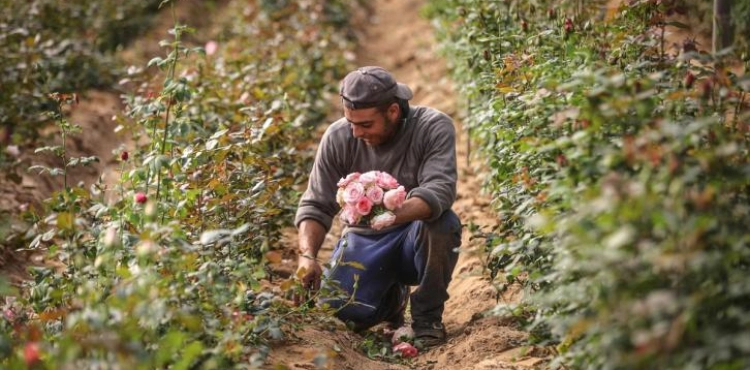 Rosemary farmers in the Gaza Strip feeding their goats because of corona