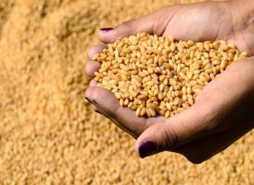 Russia suspends its grain exports until July 1