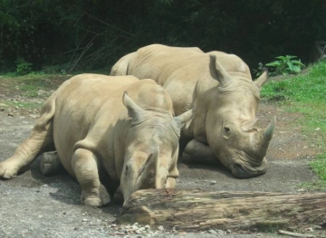 Indonesia: Animals in the gardens on the brink of starvation due to the Coronavirus