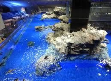 A Japanese aquarium invites the public to speak with its fish via video