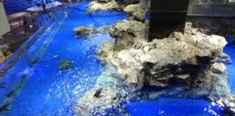 A Japanese aquarium invites the public to speak with its fish via video