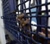 Palestinian prisoners: 1500 arrests, including 35 women and 240 children, since the beginning of the year