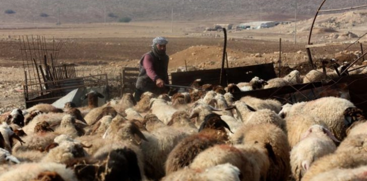 Northern Ghour: The occupation forces demolish cattle sheds and take over water lines