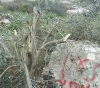 Settlers cut olive trees west of Bethlehem