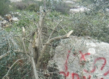 Settlers cut olive trees west of Bethlehem