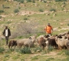 The livestock of the settlers is destroying the lands of the citizens and drawing new borders for settlement expansion