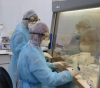 Gaza: 26 samples were examined without new injuries