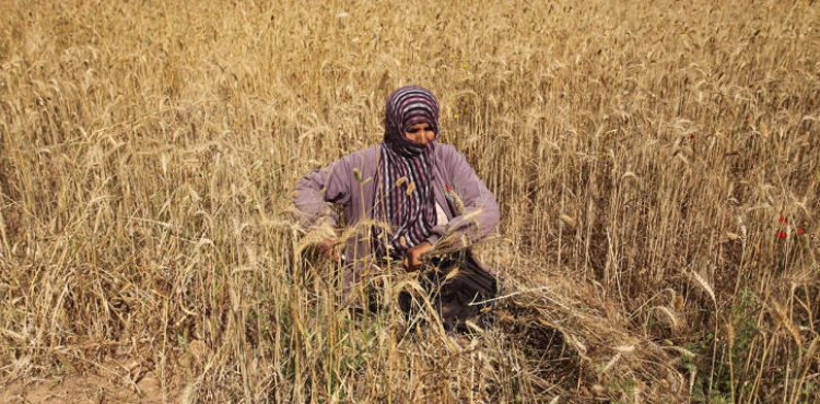 Gaza: The occupation targets fishermen, farmers and sheep herders