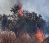 Settlers burn dozens of olive trees in Burin