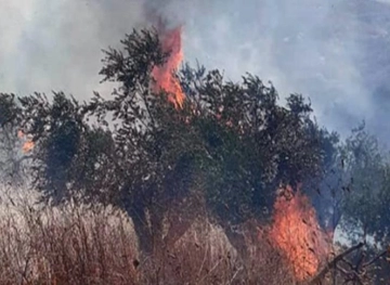 Settlers burn dozens of olive trees in Burin