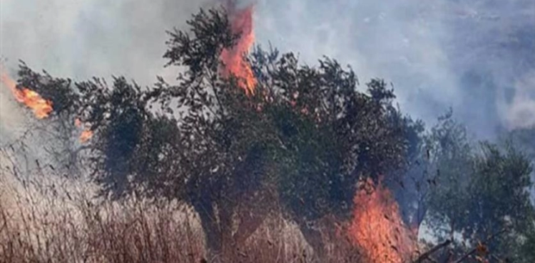 Settlers burn dozens of olive trees in Burin