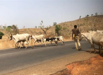 The Nigerian authorities provide two cows for each weapon returned to stop the bloody attacks