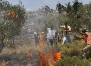 Settlers burn hundreds of olive trees south of Nablus