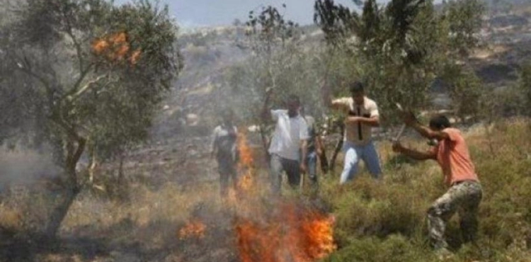 Settlers burn hundreds of olive trees south of Nablus