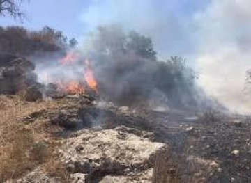 Settlers burn hundreds of trees south of Nablus