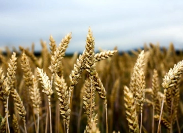 Saudi Arabia stops importing Canadian wheat