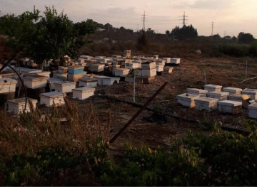 Qalqilya: Beehives have a share of tear gas