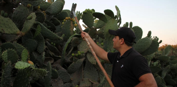 Gaza farmers are looking for their livelihood from the fruit of patience