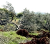 The occupation uproots 22 olive trees in Ras Karkar, west of Ramallah