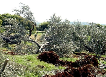The occupation uproots 22 olive trees in Ras Karkar, west of Ramallah