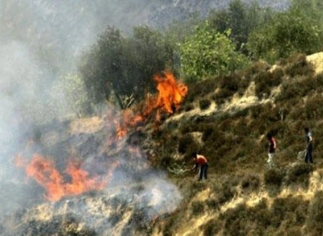 Settlers burn dozens of olive trees south of Bethlehem