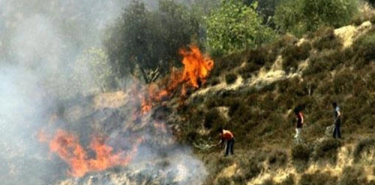 Settlers burn dozens of olive trees south of Bethlehem