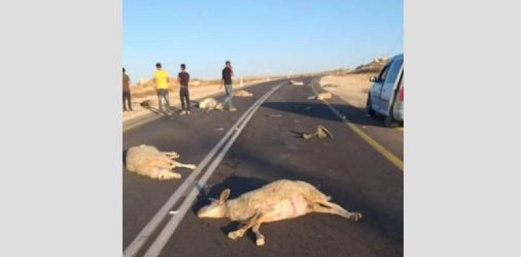A settler runs over a herd of sheep, killing 10 of them, south of Hebron