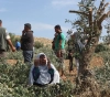 Settlers uproot hundreds of vine and olive saplings in green lands