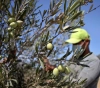 56 new cases of corona in Gaza