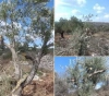 Settlers cut down 12 fruitful olive trees in Kafr Ad-Dik