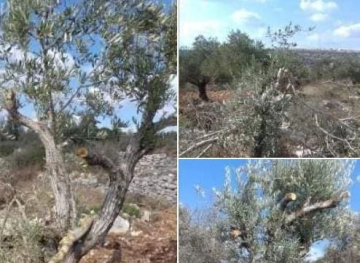 Settlers cut down 12 fruitful olive trees in Kafr Ad-Dik