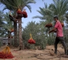 The start of the date harvest season in Gaza