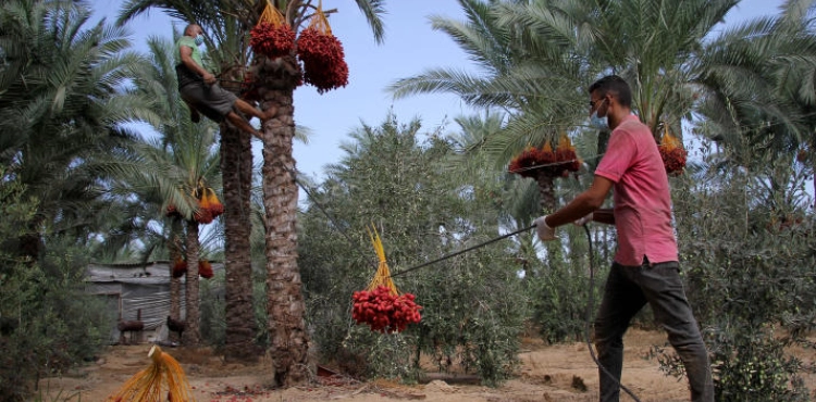 The start of the date harvest season in Gaza