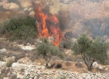 A settler sets fire to hundreds of olive trees in the village of Safa, west of Ramallah