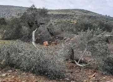 Settlers steal olives and break their branches, west of Salfit
