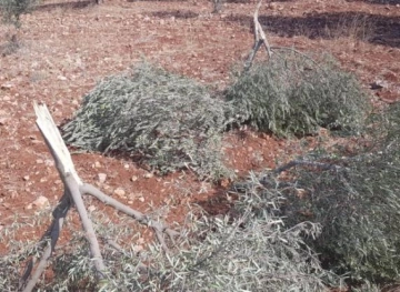 Bethlehem: Settlers steal olives and break some of their branches in Al Jab&acute;a