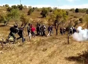 Injuries and suffocation cases due to the occupation&acute;s suppression of an olive harvest activity in Barqa
