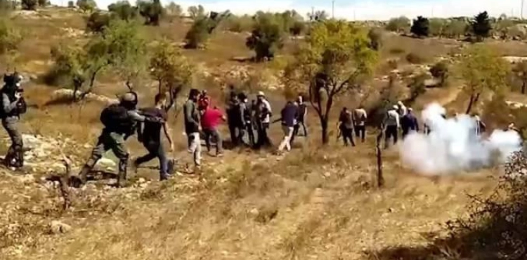 Injuries and suffocation cases due to the occupation&acute;s suppression of an olive harvest activity in Barqa