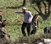 Settlers cut down 30 olive trees in Qaryut