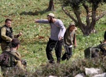 Settlers cut down 30 olive trees in Qaryut
