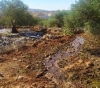 Settlers flood olive and apricot fields in Sebastia with wastewater