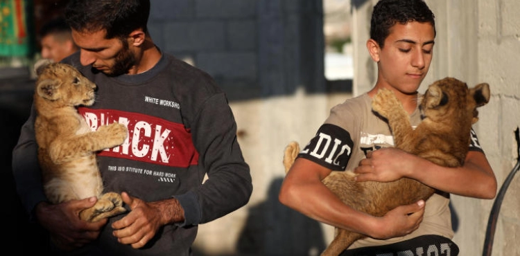 A young man raised a lion on the roof of his house in Gaza and dreams of buying a &quot;bear&quot;!